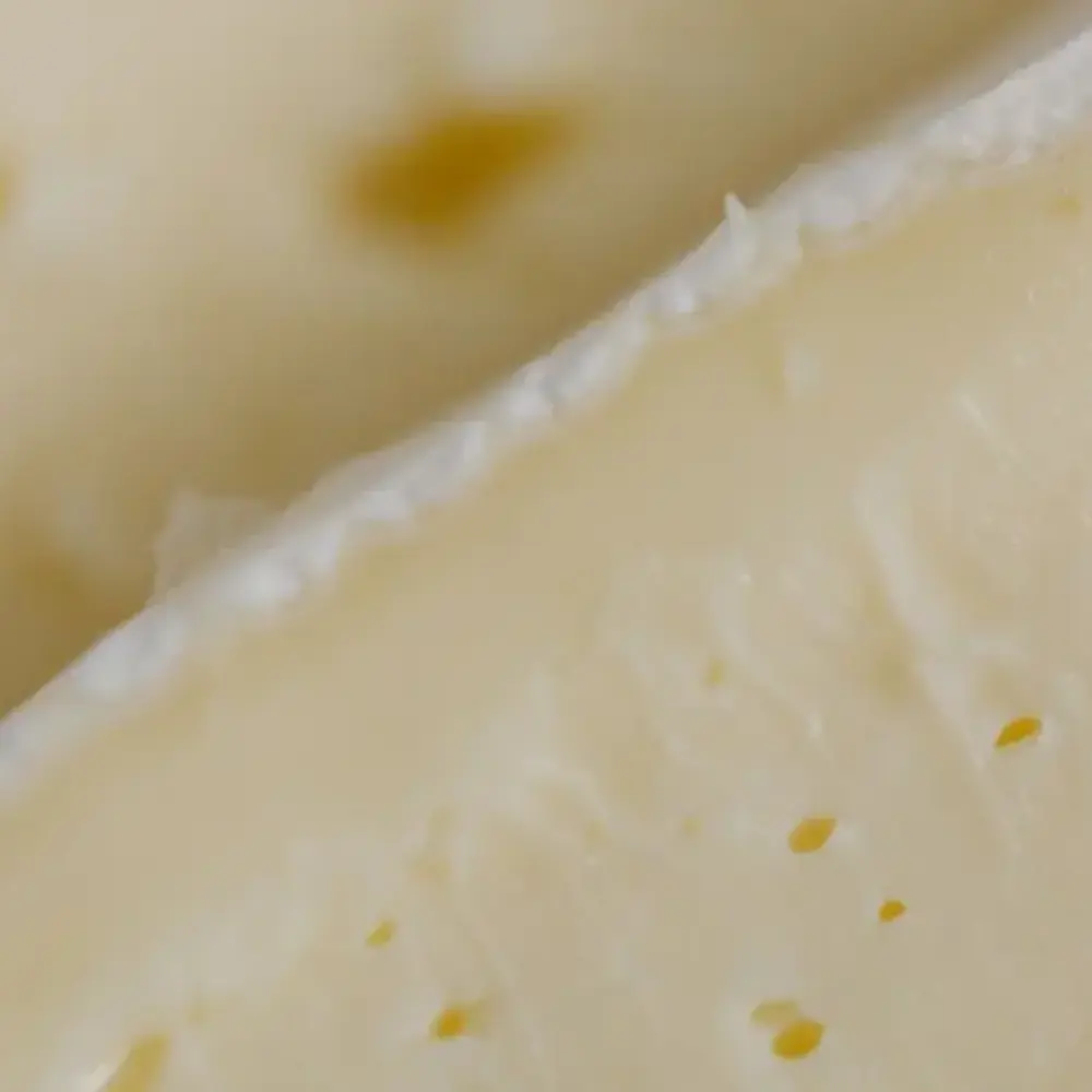 Développement de la croûte fleurie blanche sur un brie maison